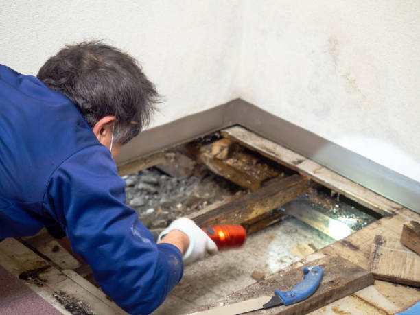 River Ridge, LA Mold Removal Company